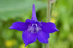 Alabama larkspur